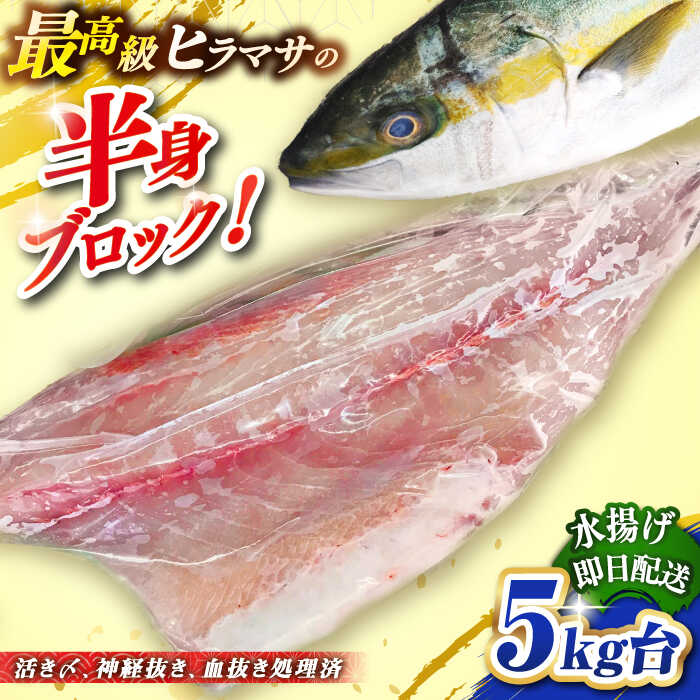 【ふるさと納税】壱岐島産天然ヒラマサ（5キロ台・半身ブロック） 《壱岐市》【壱岐島　玄海屋】[JBS086] ヒラマサ 魚 刺身 煮物 カルパッチョ お寿司 44000 44000円 のし プレゼント ギフト 冷蔵配送