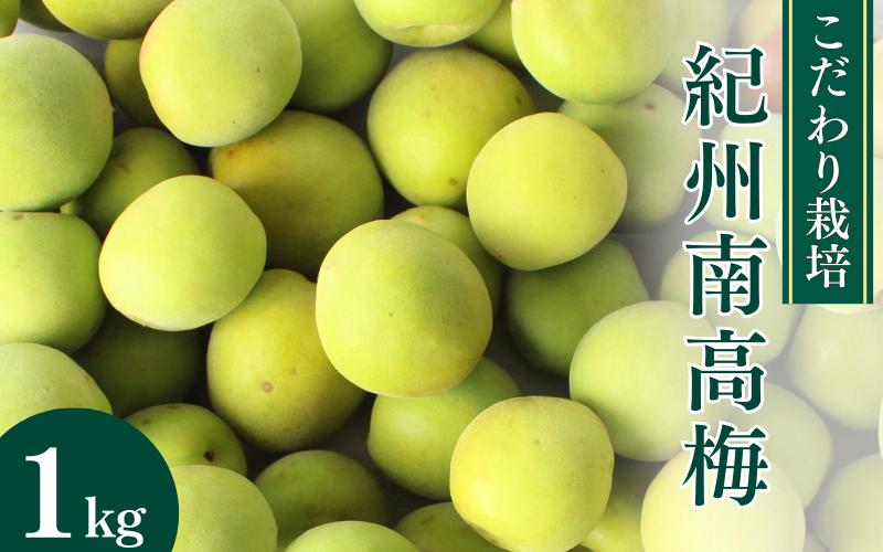 
こだわり栽培の南高梅 1kg ※5月中旬～6月中旬頃に順次発送予定【期間限定・数量限定・2025/5/15まで】 / 紀州南高梅 南高梅 青梅 梅 お取り寄せ 和歌山県 田辺市
