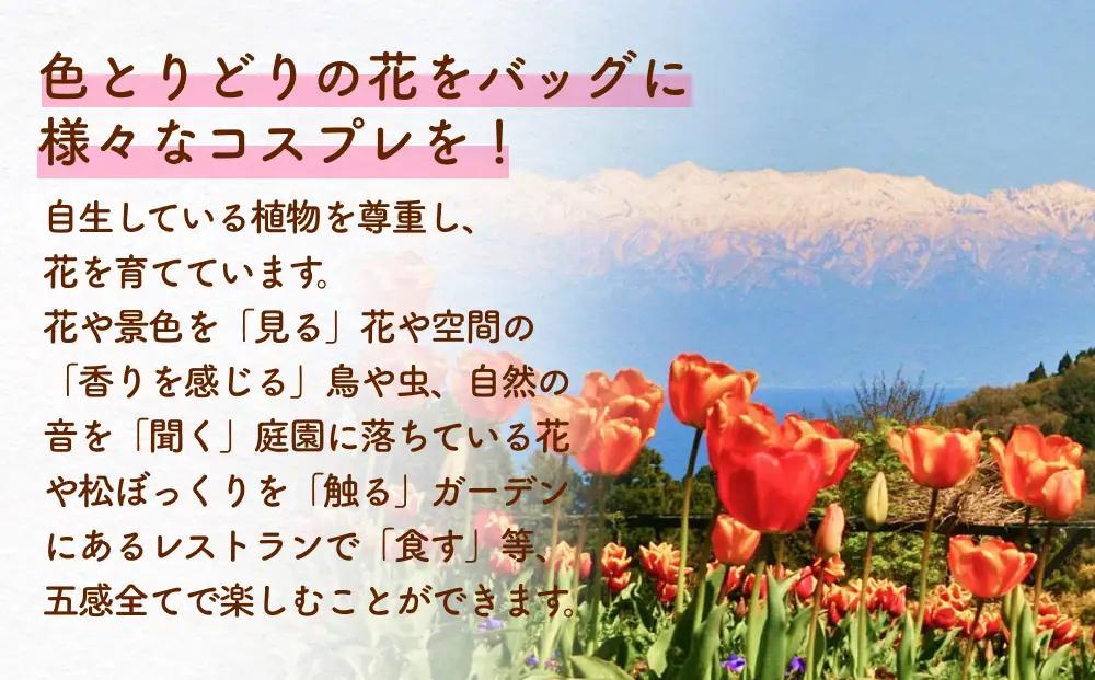 あいやまガーデン入場券+コスプレ控室つき（大人4枚） 富山県 氷見市 入場券 ペア 花 ガーデン コス 体験