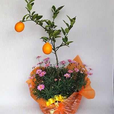 ふるさと納税 朝倉市 【母の日ギフト】レモンと季節のお花寄せ植え |  | 01