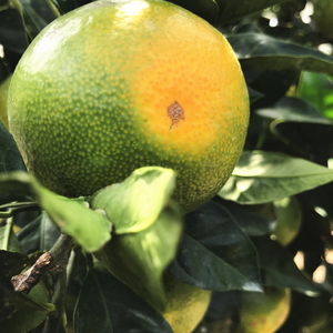 【先行予約】 【2026年9月～発送】ご家庭用青切り有田みかん 約7.5kg+200g(傷み補償分) / みかん 果物 くだもの フルーツ 柑橘【ard146B】