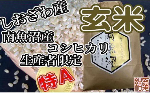 
            【令和7年産】【定期便】玄米 南魚沼しおざわ産コシヒカリ4Kg×9ヶ月【2025年10月上旬より順次発送予定】
          