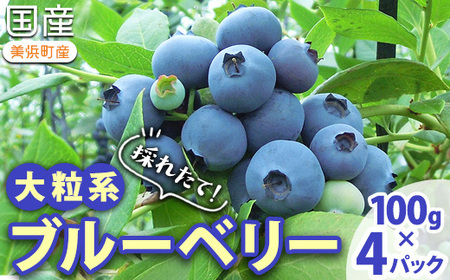 【2027年先行予約】採れたて！大粒 生ブルーベリー 400g (100g×4) ※2027年5月上旬〜7月下旬頃に順次発送