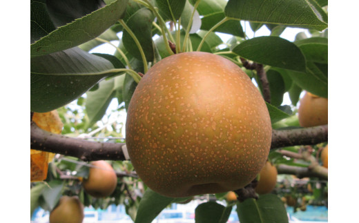 南波多町まちづくり運営協議会の活動を応援！【思いやり型返礼品（協賛型）】 123-O025