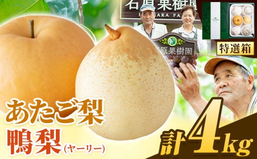 【先行予約】梨 なし 4kg 梨 旬 あたご梨 2 ～ 3玉 鴨梨 3 ～ 7玉 贈答箱 石原果樹園 《11月中旬-12月下旬頃より発送予定》岡山県 浅口市 果物 フルーツ 梨 詰め合わせ 贈答用
