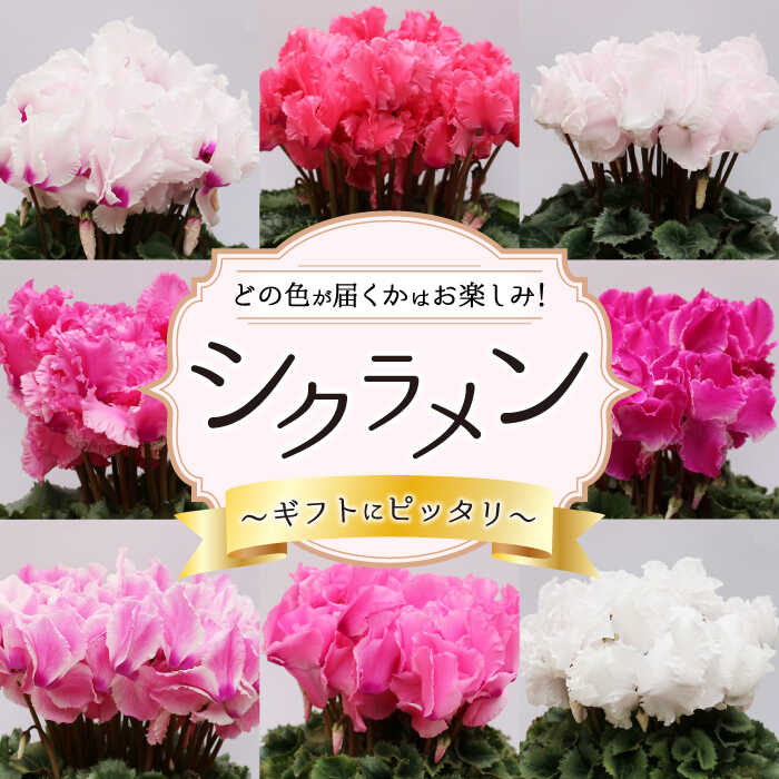【ふるさと納税】【2025年12月〜発送】【ギフトにピッタリ！】シクラメン 6号 鉢 / 花 フラワー 鉢植え / 南島原市 / 中川ナーセリー長崎 [SDL001]