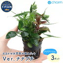 【ふるさと納税】水草 おまかせ水草寄せ植えポット Ver．ナナプチ 水上葉 （3ポット） インテリア ナチュラル 自然 リラクゼーション 室内栽培 プレゼント 送料無料 趣味 緑 人気 オススメ 初心者 玄関 リビング キッチン 水槽 アクアリウム 株式会社チャーム