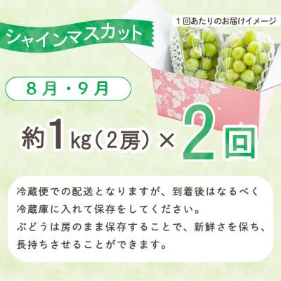 ふるさと納税 甲州市 【発送月固定定期便】大人気フルーツ シャインマスカット 産地直送 瑞々しい美味しさのまま発送!全2回 |  | 02