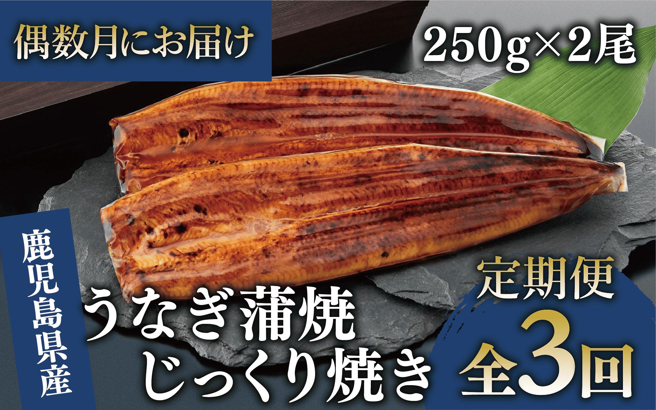 
            【全３回定期便・偶数月お届け】鹿児島県産 うなぎ 蒲焼 じっくり焼き約250g×2尾(大新/Z060-1695) 鰻 蒲焼 国産 丑の日 うな重 無頭 ギフト ふっくら 小分け レンジ 簡単 頒布会 小分け うな丼 ウナギ 冷凍
          