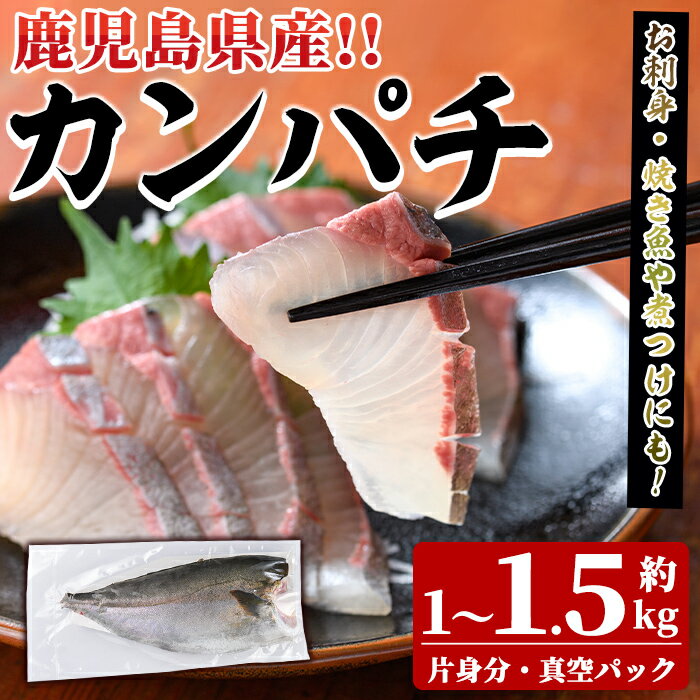 【ふるさと納税】鮮度抜群！鹿児島県産カンパチ(片身分・1〜1.5kg) 国産 刺身 鹿児島産 魚貝 魚介 海産物 刺身 かんぱち カンパチ 焼き魚 煮つけ【さるがく水産】akn028-28