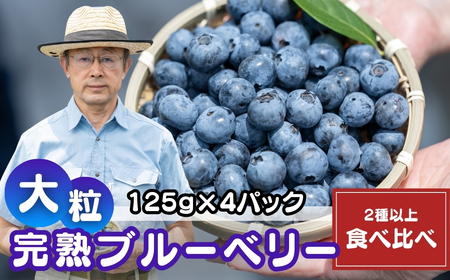 ブルーベリー 国産大粒 2種以上食べ比べ 125g×4パック 計500g | ﾌﾞﾙｰﾍﾞﾘｰ ﾌﾞﾙｰﾍﾞﾘｰ ﾌﾞﾙｰﾍﾞﾘｰ ﾌﾞﾙｰﾍﾞﾘｰ ﾌﾞﾙｰﾍﾞﾘｰ 金子果樹園 埼玉県 北本市