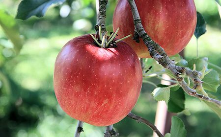 【2025年発送】家庭用　長野県北信州のりんご　約10kg(20～30玉)おまかせ2品種【1575400】