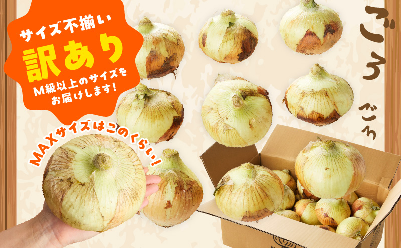 【TVで紹介！】射手矢さんちの泉州たまねぎ 10kg【玉ねぎ タマネギ 玉葱 甘い 野菜 国産 期間限定 オニオン スライス サラダ カレー シチュー バーベキュー BBQ 肉じゃが】 G1498