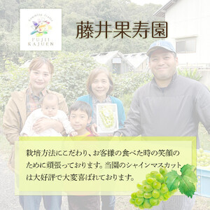 ぶどう 2026年 家庭用　岡山県産 訳あり シャインマスカット 1kg以上 摘み落とし＜9月以降発送＞｜  シャインマスカット