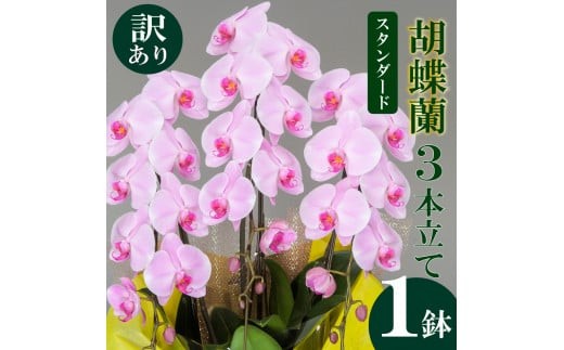 
                  胡蝶蘭 3本立て ピンク 白 紅白 ハイグレード スタンダード お祝い 須崎洋蘭園 SY013-all
                