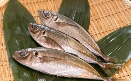 【価格改定予定】あじ なめろう 50g 10パック セット 食べきり 鯵 魚 国産