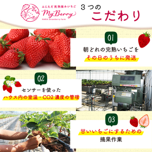 【先行予約】 いちご きらぴ香 約1kg 約250g×4パック 朝どれ 完熟 苺 産地 直送 フレッシュ イチゴ 贈答 フルーツ 果物 国産 静岡 発送期間: 2024年3月～2024年5月 静岡県 