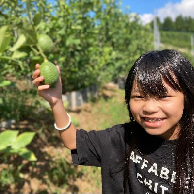 ふるさと納税 水俣市 国産レモン A品1kg(県認証特別栽培) |  | 03