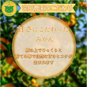 【2025年11月順次発送】 みかん 秀品 温州みかん10kg 早生みかん ミカン 蜜柑 甘い フルーツ 柑橘 ジュース 小松島市 オススメ 人気 ふるさと納税