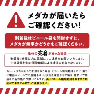 138-4　舞めだか生産 特選 『久遠七星』オス・メス 1ペア