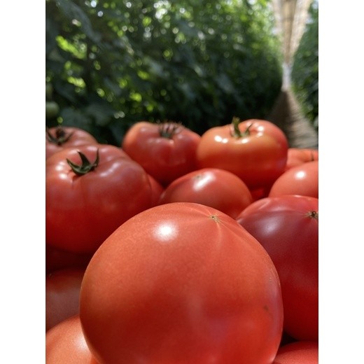 
            ★２０２６年収穫分　数量限定　先行予約★海老名のトマト農家の桃太郎トマト　４ｋｇ（24玉）〈出荷時期：２０２６年５月１５日～２０２６年６月１５日〉【 トマト 神奈川県 海老名市 】
          