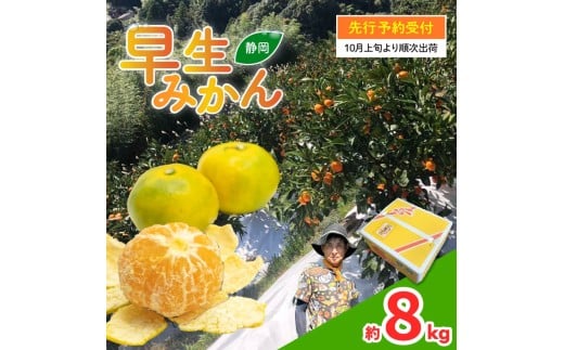 【 先行予約 : 2025年10月上旬～発送予定 】 早生 みかん 約8kg 静岡県産 果物 早生みかん 大玉 国産 フルーツ 柑橘 蜜柑 ミカン ビタミン 藤枝市