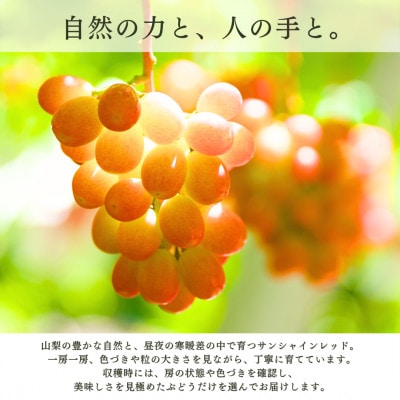 【2027年発送 先行受付】希少サンシャインレッド 3房～4房 約2kg【配送不可地域：離島】
