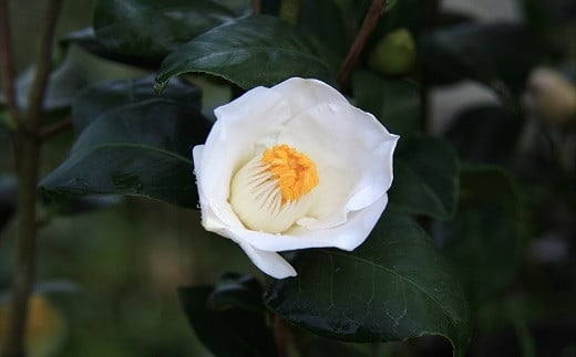 
            ☆究極の茶花椿「月照」6号鉢接木開花見込み苗
          