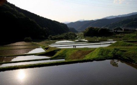 にこまる 特別栽培米 坂本自然農場 愛媛県産 にこまる【5kg】