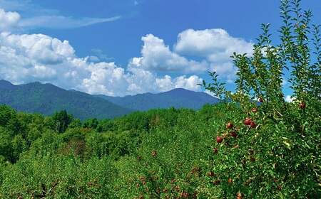 白鷹町産りんご （シナノスイート） 5kg りんご 林檎 果物 くだもの フルーツ 旬 シナノスイート 国産 山形県 白鷹町 【2026年9月下旬～10月上旬発送予定】