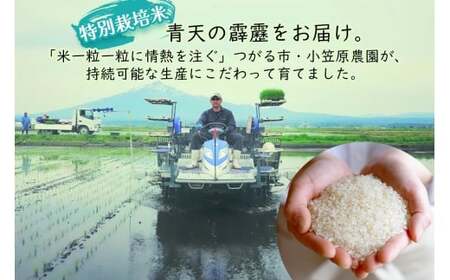 青天の霹靂 (特別栽培米) 白米5kg 令和7年産 青森県産米 [お申込み後に精米] [お申込み後に精米] [0898]