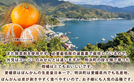 ＜ぼちぼち農園のぽんかん 家庭用 約3kg＞ 3キロ ぽんかん ポンカン 訳あり わけあり ワケアリ 果物 みかん ミカン 柑橘 フルーツ 生産量日本一 国産 特産品 ぼちぼち農園 愛媛県 西予市【常