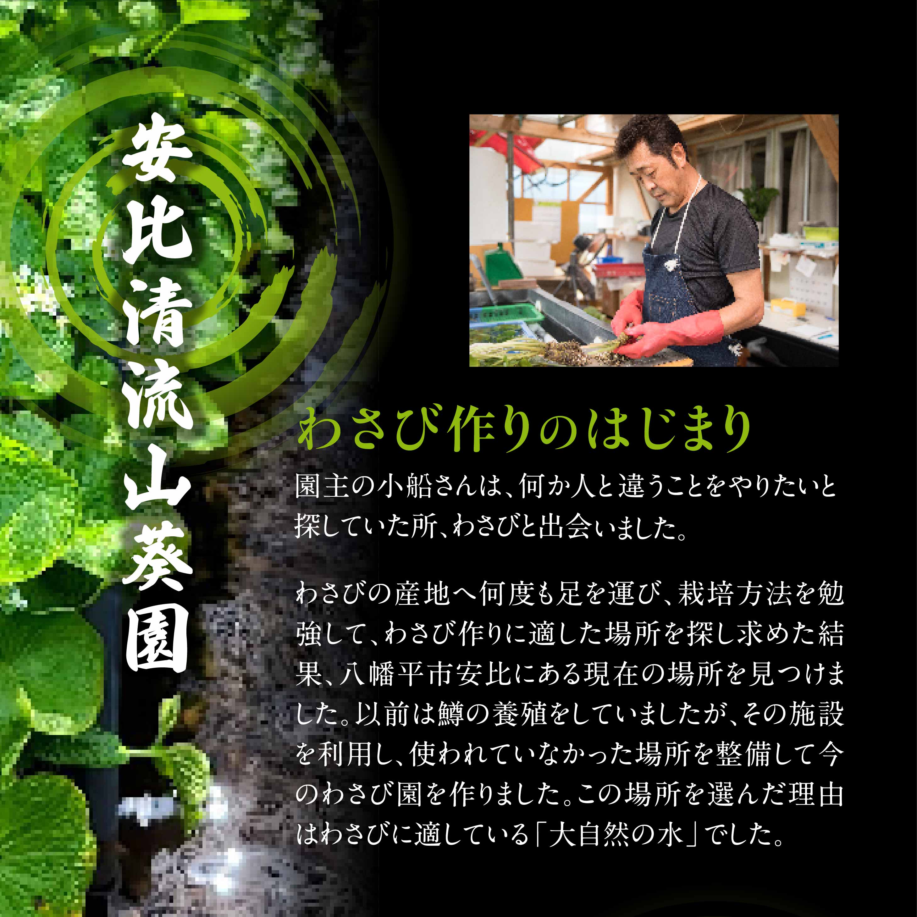 生わさび 300g定期便3ヶ月 【安比清流山葵園】 ／ 山葵 ワサビ 薬味 産地直送 新鮮