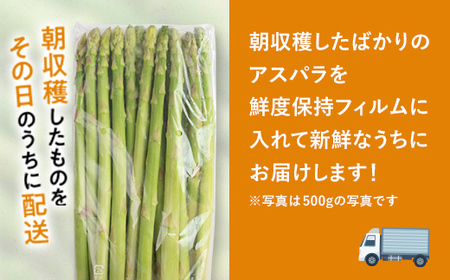 【先行予約】朝採れ新鮮アスパラ 750g （Lサイズ）（2025年3月下旬～6月中旬または7月上旬～9月上旬頃発送） 野菜 秀品 北海道産 バーベキュー BBQ キャンプ 旬野菜 アスパラガス 栄養満
