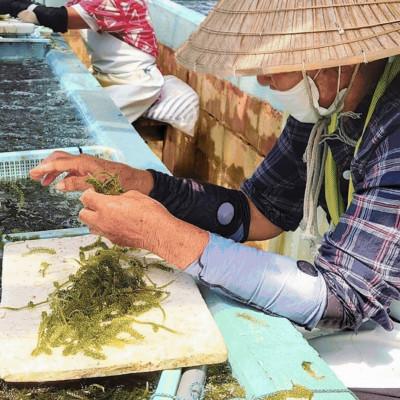 ふるさと納税 伊是名村 伊是名島育ちの海のグリーンキャビア 海ぶどう 1kg |  | 02