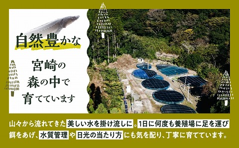 宮崎 -森のチョウザメ-sustainable PET FOOD _M133-006