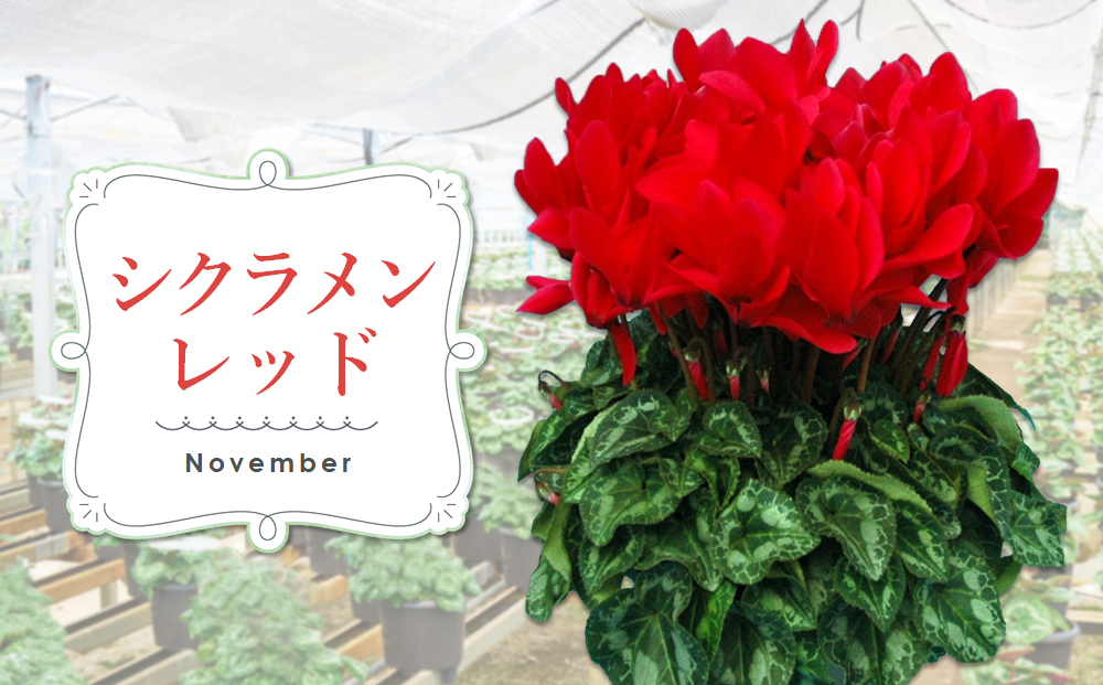 【先行受付9月より発送 数量･期間限定 】鉢花 定期便 3回(9月・11月・1月) 【鉢花 ふるさと納税 定期便】(H069117)