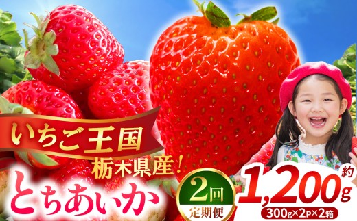 【先行予約】【期間限定】定期2回　那珂川町産とちあいか 3月発送分 約300g×2×2 |いちご とちあいか ジューシー フルーティー 大きい 新鮮 甘い 美味しい 果物 共通返礼品 フルーツ デザート 栃木県 那珂川町 送料無料