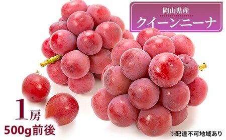 ぶどう 2026年 先行予約 クイーンニーナ 1房 500g前後 岡山県産 ぶどう