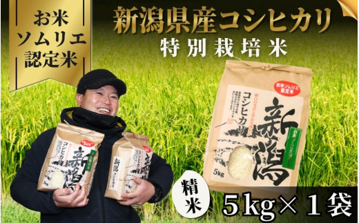【先行予約】令和8年産 コシヒカリ 5kg 五泉市産 特別栽培米 お米ソムリエのお米 | 新潟産コシヒカリ 新潟県産コシヒカリ 新潟県産こしひかり 米 お米 こしひかり 白米 精米 ブランド米  新潟県 五泉市 エバーグリーン農場
