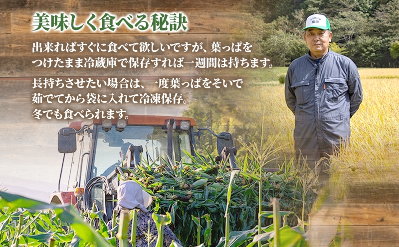 北海道産 とうもろこし 恵味 ゴールド 2L 18本 8月中旬～9月末頃お届け 朝採り めぐみ トウモロコシ コーン スイートコーン 甘い 新鮮 先行受付 夏 野菜 産地直送 送料無料 塩田農園 北海