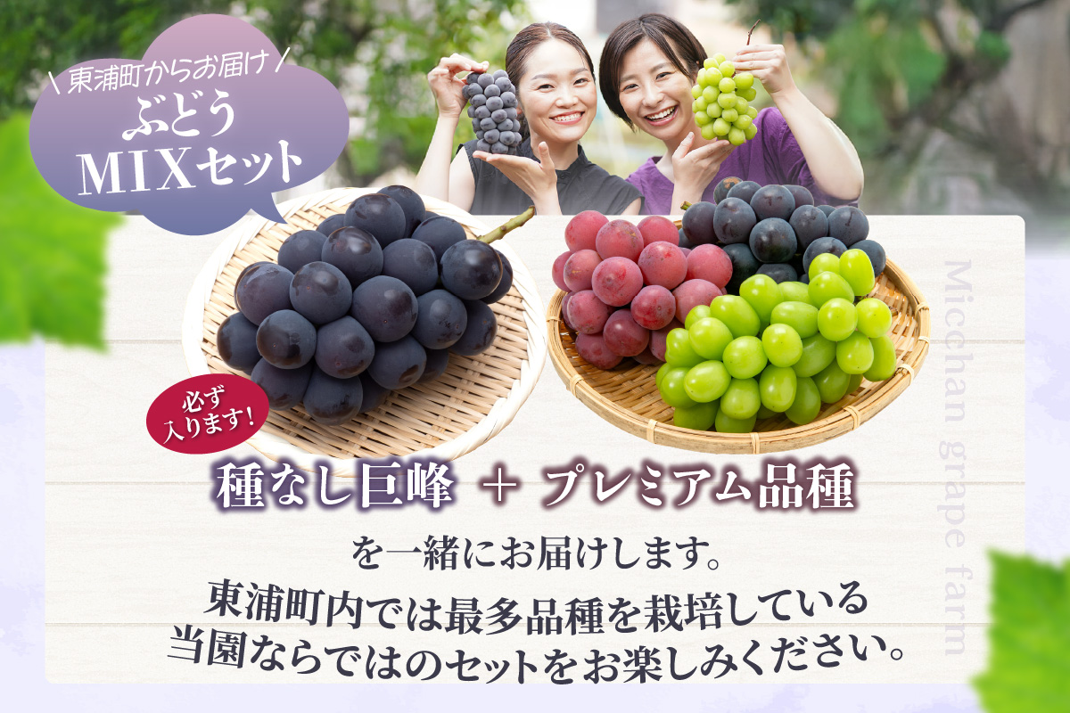 東浦町産 ぶどうMIX・約2kg｜ぶどう フルーツ 東浦町 2kg