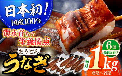 【全6回定期便】【日本初！海水で養殖】長崎県産おうごん うなぎ 松セット 約1kg（6尾〜8尾） 平戸市 / 松永水産 うなぎ 鰻 ウナギ 土用丑の日 九州産 蒲焼 かばやき [KAB286]