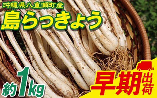 沖縄県八重瀬町産 島らっきょう約1kg【早期出荷分】 - 国産 生らっきょう 甘酢漬け 漬物 天ぷら チャンプルー 有機栽培 おすすめ 送料無料