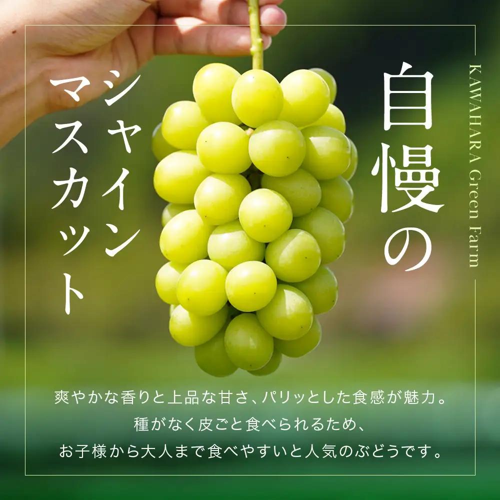家庭用 シャインマスカット 2～3房 合計1.6kg以上 産地直送 朝採れ ぶどう 葡萄  岡山 Kawahara Green Farm 2026年 | シャインマスカット