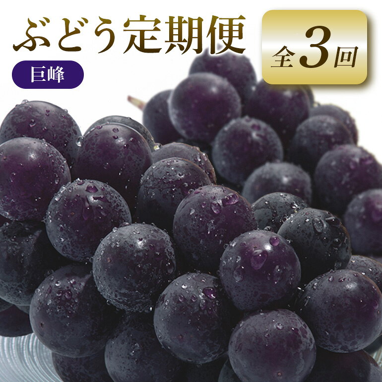 【ふるさと納税】 【2026年先行予約】ぶどう 定期便 3回 葡萄 ブドウ フルーツ 果物 くだもの 産地直送 茨城県 石岡市 A04-010