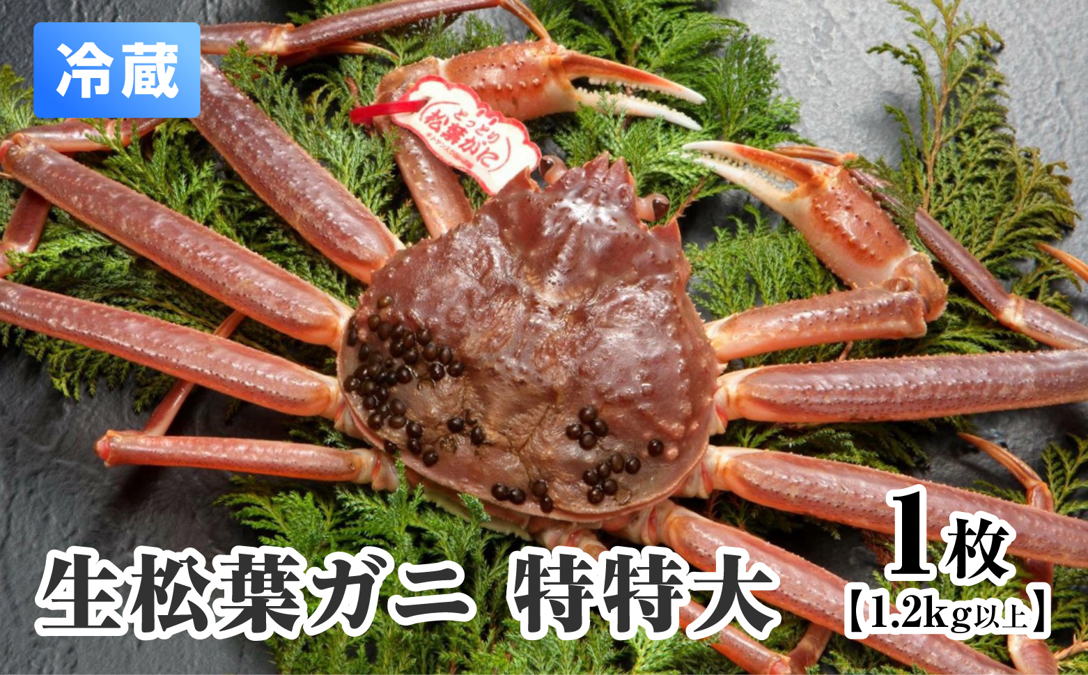 【11月中旬以降順次発送】【離島発送不可】活松葉ガニ 特特大 【1枚・1.2kg以上】 川口商店 松葉ガニ 松葉がに かに 蟹 カニ 鳥取県境港 鳥取県日野町