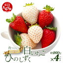 【ふるさと納税】先行予約 熊本県産 いちご【ひのしずく・白いちご】食べ比べセット約260g×4パック 2025年1月～発送 坂下農園 産地直送 国産 新鮮 フレッシュ イチゴ 苺 フルーツ 果物 春 名産 熊本 多良木町 旬 いちご フルーツ くだもの 果実 熊本県 多良木町 送料無料