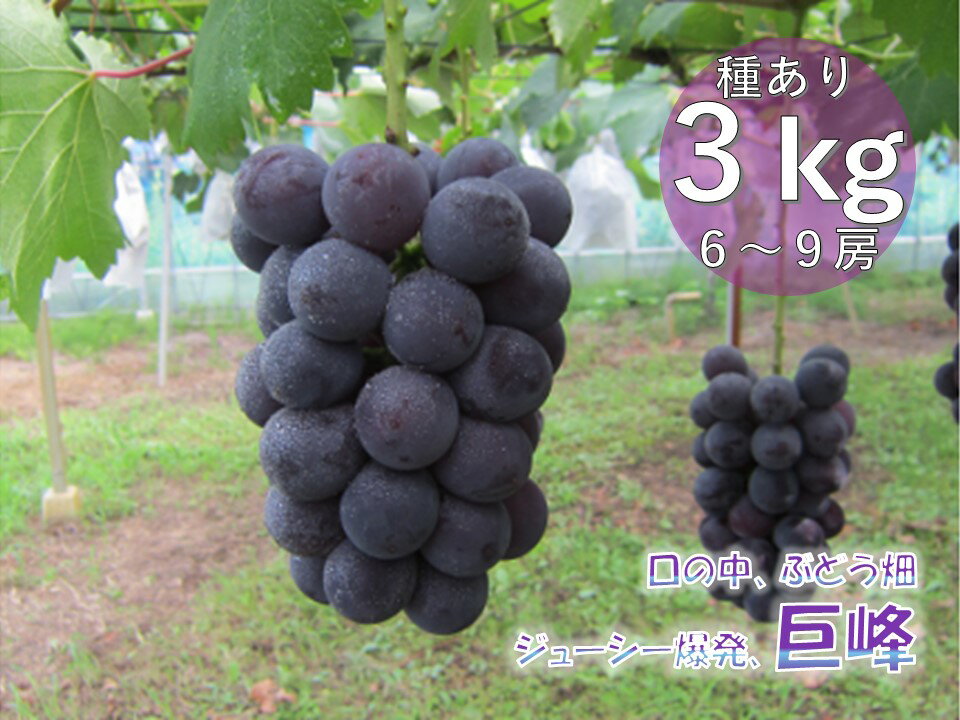 【ふるさと納税】みやしろ特産・巨峰3kgセット