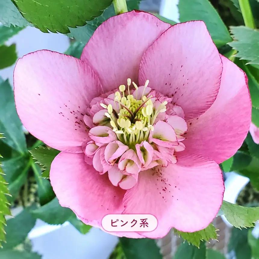 八ヶ岳・原村産　クリスマスローズ（半八重咲き）2鉢セット 【ピンク系×ピンク系】｜深山花園